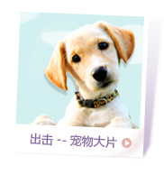 出击宠物大片
